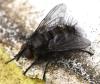 Lypha dubia